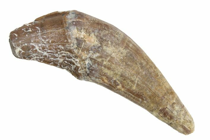 Fossil Primitive Whale (Basilosaur) Tooth - Morocco #225345